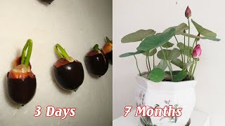 : How to grow mini lotus from seeds, sprout quickly