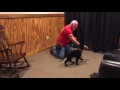 Lacey von Prufenpuden 9 Wks Early Obedience Training w/Protection Dog Sales Lacey von Prufenpuden 9 Wks Early Obedience Training w/Protection Dog Sales