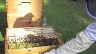 Installing Package Bees - June 26, 2013