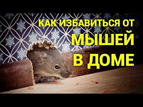 Как избавиться от мышей в доме. Просто дневник Константиновой.