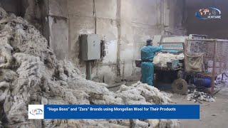 Hugo Boss And Zara Brands Using Mongolian Wool For Their Products