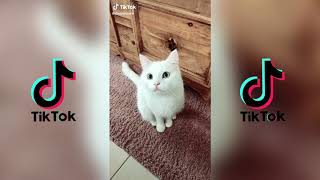 Ce Drole De Chat Blanc Aime La Salsa Tiktok Youtube