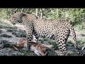 LEOPARD Kills and Drags Prey to CUBS