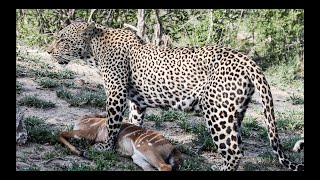 LEOPARD Kills and Drags Prey to CUBS