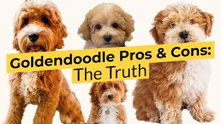 Goldendoodle Pros and Cons 🐶 The Truth About This Breed! 🔴 2023 🔴 by We Love Doodles 2,887 views 9 months ago 8 minutes, 33 seconds