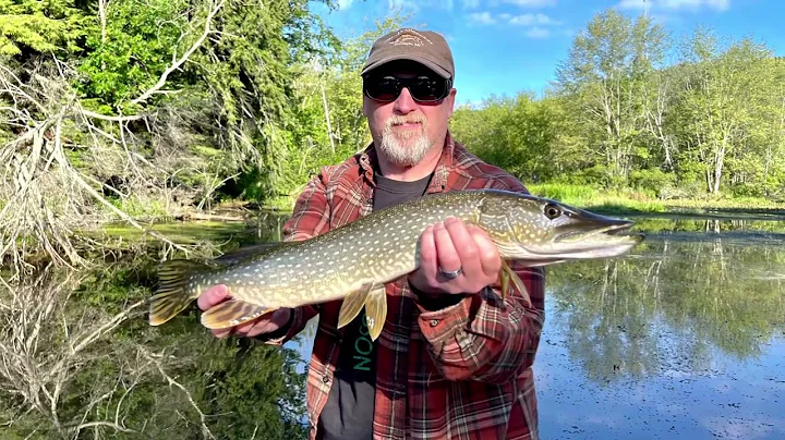 A top water Pike, Pere Marquette River, August 22,...
