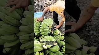 Download Lagu Skilled Saba Banana Bunch MP3