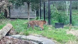 ZSL London Tiger Enclosure