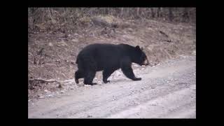 Wild Animals Of Alaska