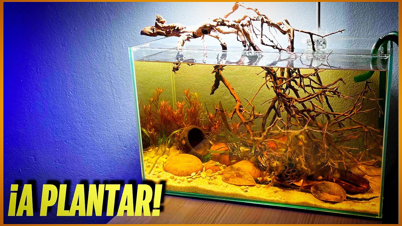 🌿PLANTAS PARA NUESTRO ACUARIO DE AGUAS NEGRAS 🍂