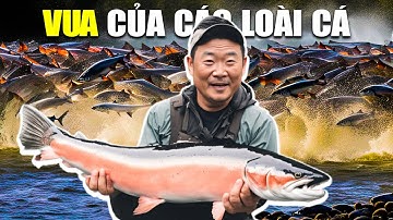Hiện Tượng Tự Nhiên Kỳ Diệu: Sự Di Cư Của Cá Hồi | Vua Của Các Loài Cá