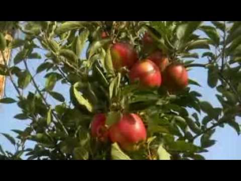 Video: Jonagold-Anwendungen: Erfahren Sie, wie Sie einen Jonagold-Apfelbaum züchten