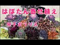 上から葉牡丹の寄せ植えシックな大人っぽい寄せ植えきた玄関に飾ります。