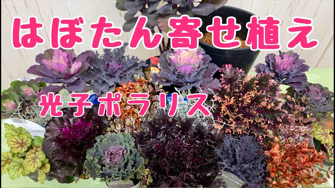 上から葉牡丹の寄せ植えシックな大人っぽい寄せ植えきた玄関に飾ります