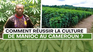 Comment Réussir la culture de Manioc au Cameroun ?