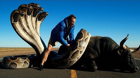 Buffalo vs. GIANT PYTHON! Humans Rush In For Desperate Rescue! 🐍🚨