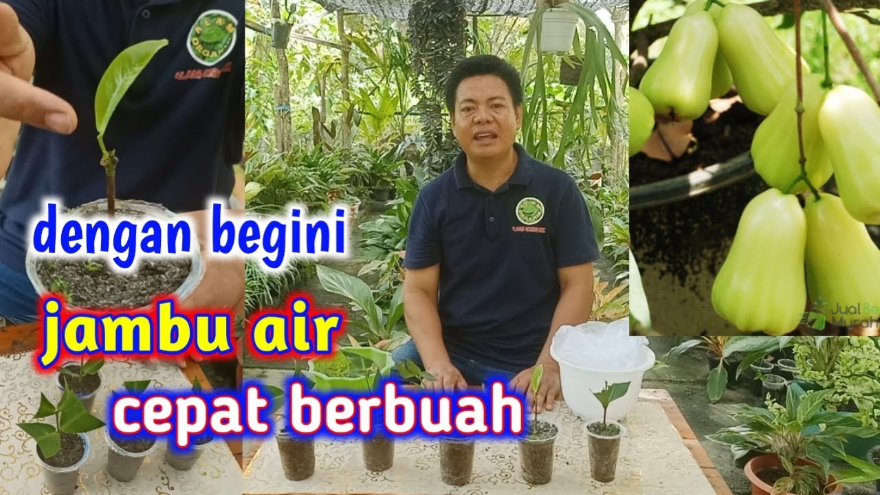 Cara Stek Pucuk Jambu Air Paling Praktis Dan Mudah