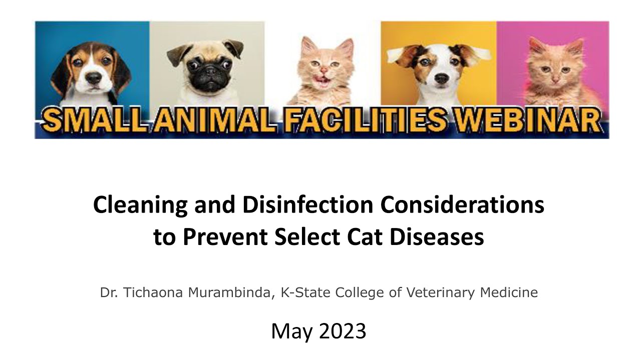 Animal Facilities Webinar May 2023: Preventing Cat Diseases - YouTube