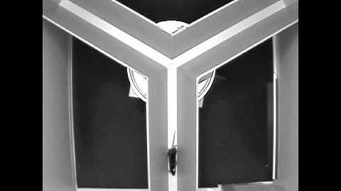Normal Y-Maze Behaviour