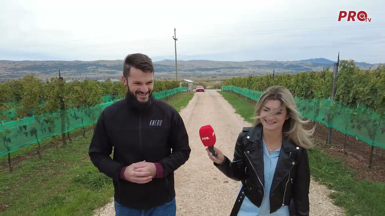 POSJETILI SMO VINARIJU KNEBU UOČI BERBE GROŽĐA