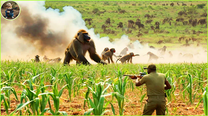 How Do Hunters And American Farmers Deal With Millions Of Wild Boars, Monkey, Baboon by Trap and Gun