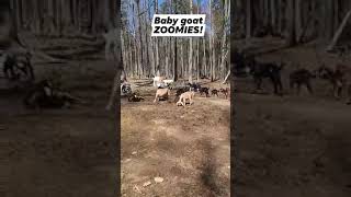 Why Do Baby Goats Get The Zoomies? They Love To Play And Bounce Around.