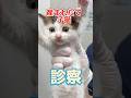 道端で保護された産まれたての子猫が健康チェックをしに動物病院にやってきた