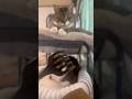 【孫の手に怯える猫】#shorts