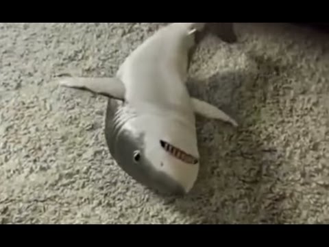 large rubber shark toy