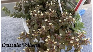 Crassula Volkensi／クラッスラ　ボルケンシ／クラッスラ　ヴォルケンシー