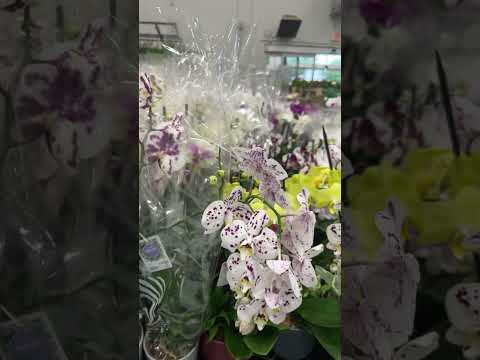 Orchids Lowe’s #orchid #houseplant #phalaenopsis
