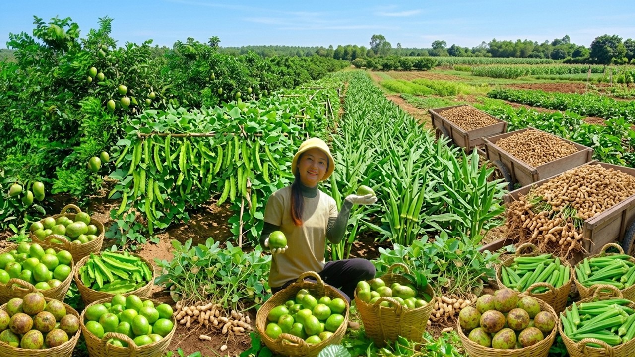 Relax With Harvest: Pond Apple, Winged Beans, Okra, Peanuts, Mustard Greens, Custard Apples...