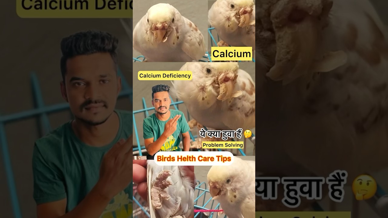 Birds Helth Care Tips ( Calcium Deficiency ) Problem Solving Video 