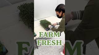 Farm Fresh Microgreens Harvested Today