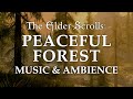 The Elder Scrolls Music & Ambience | Peaceful Forest, 5 Beautiful Scenes with Calm Music Mix, 6 Hrs