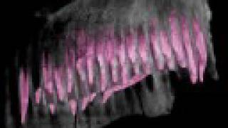 WitmerLab: Nigersaurus - Maxilla Dental Battery