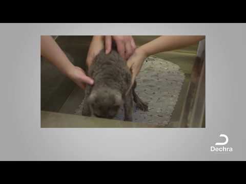 Video: Wie Man Eine Britische Katze Wäscht