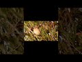 Луговой чекан  Saxicola rubetra  Whinchat #shorts