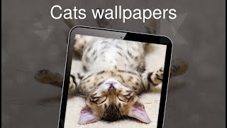 Cats wallpapers 4k screenshot 4