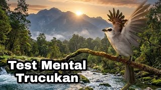 TEST MENTAL TRUCUKmu Dengan suara TRUCUKAN GACOR RIBUT - cara ampuh menaikkan EMOSI BURUNG TRUCUK