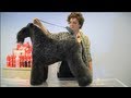 PELUQUERIA CANINA  - KERRY BLUE TERRIER REALIZADO POR ARTERRIERS