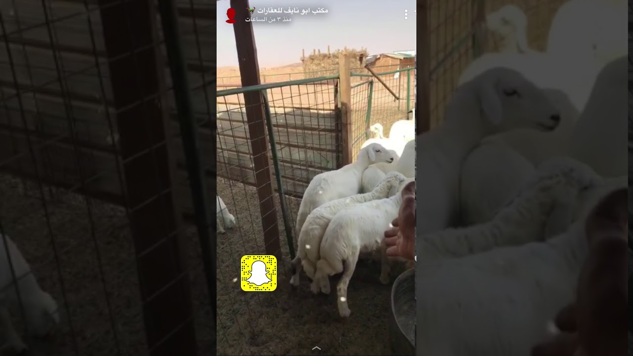 توضيح بشأن تعليف بروتين 14 وتحذير من بروتين 13 وتوضيع للمقطع التسمين السابق خلطة أ