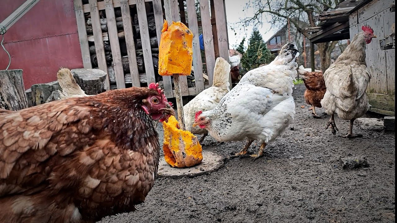 Winter Treat 🍈❄️ Chickens Discover Sweet Yellow Melon