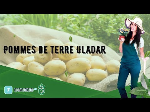 Vidéo: Variété de pomme de terre 