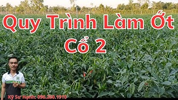 Quy Trình Làm Ớt Cổ 2 Của Anh Pháp/ Cổ 2 Lợi Nhuận Hơn Cổ 1