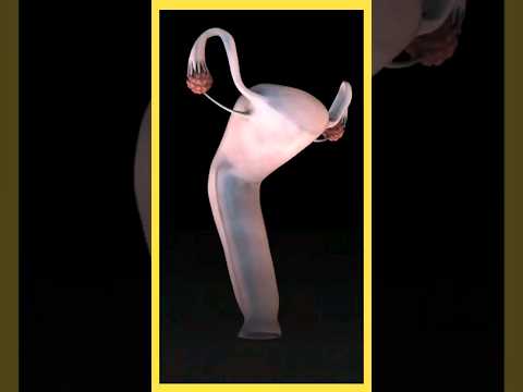 Female Reproductive system #shorts