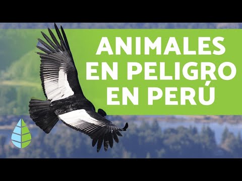 8 animales en PELIGRO DE EXTINCIÓN en PERÚ - Nombres y Datos (2019)