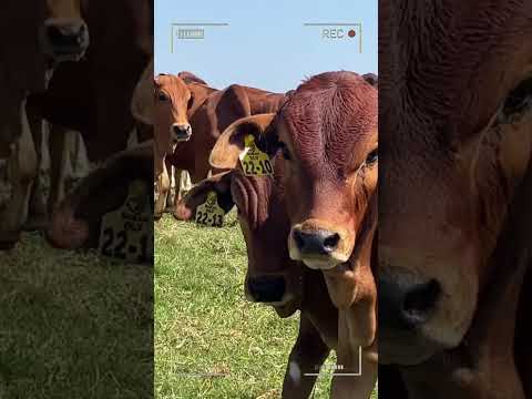 🔴 BORAN CATTLE