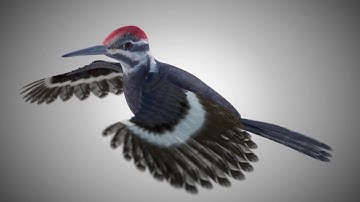 Woodpecker bird riged pbr low poly 3d model