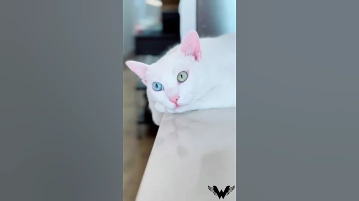 Watch the video about "Meet the Khao Manee